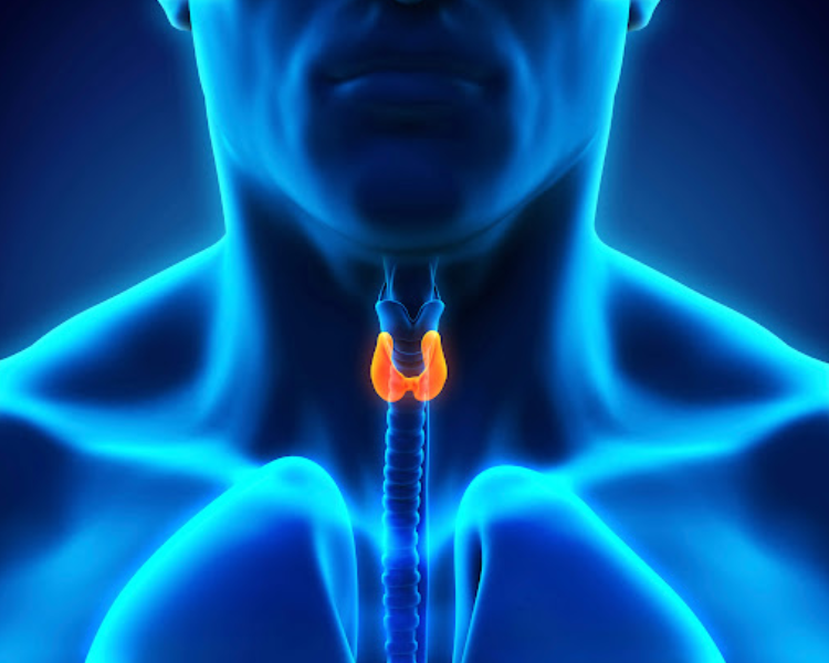 Best Thyroid Doctor