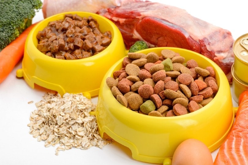 Dog Diet and Nutrition